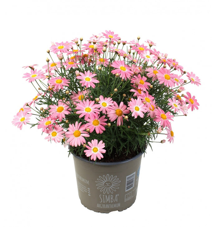 Argyranthemum Simba® Pink, 2L - Image 2