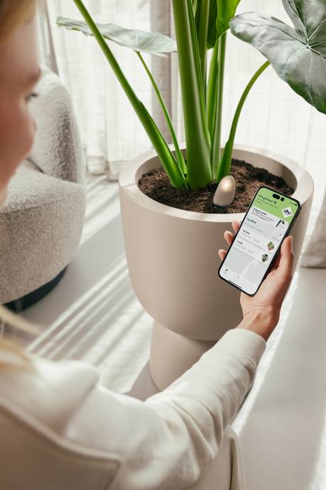 Smart Pebble plant sensor in pot soil with person holding phone showing plant care app.