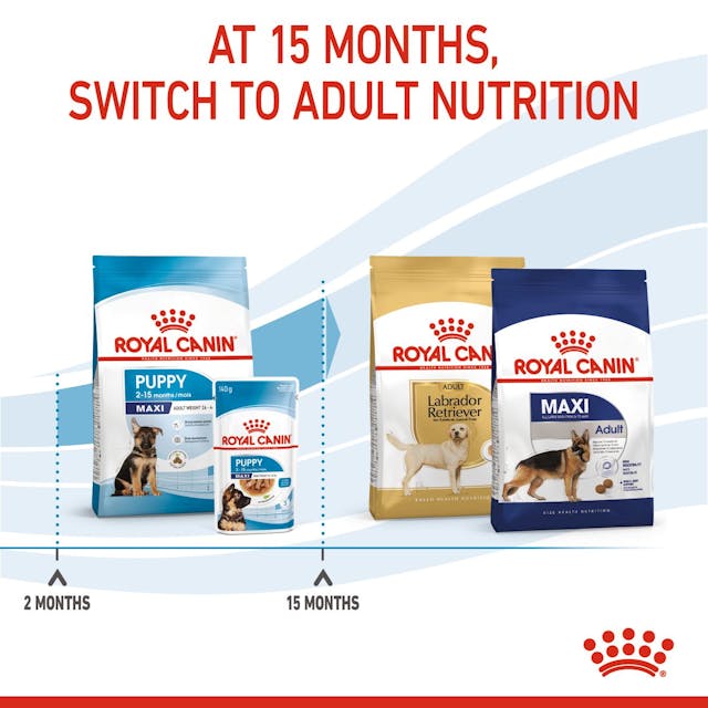 Royal Canin Maxi Puppy/Junior 15kg dog food bag, large breed puppy nutrition, available at Keans Claremorris