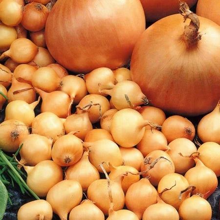 Onion sets Stuttgarter Giant