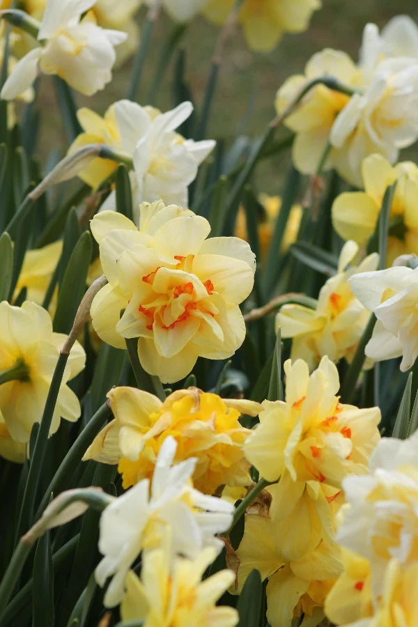 Narcissus Tahiti 12-14 20Kg - Image 1