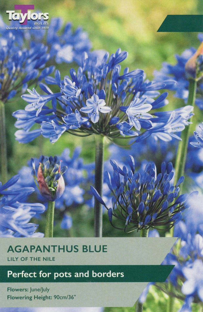 Agapanthus Blue - Eyes - Image 1