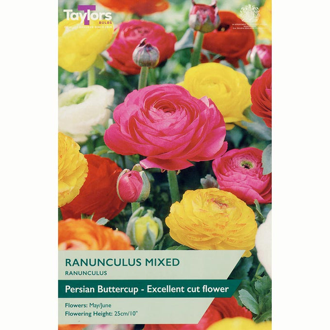Ranunculus Mix - Image 1