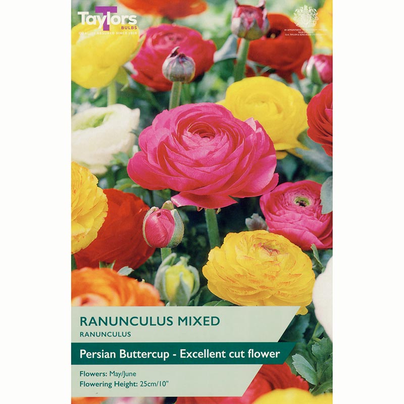 Bright pink, yellow, orange, and white Ranunculus mixed flowers in full bloom with layered petals.
