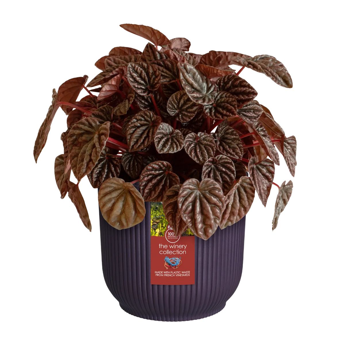 The Winery Collection Deep Purple peperomia with textured deep purple leaves in a ribbed purple pot