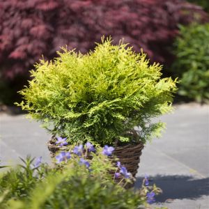 Thuja Waterfield 3lt