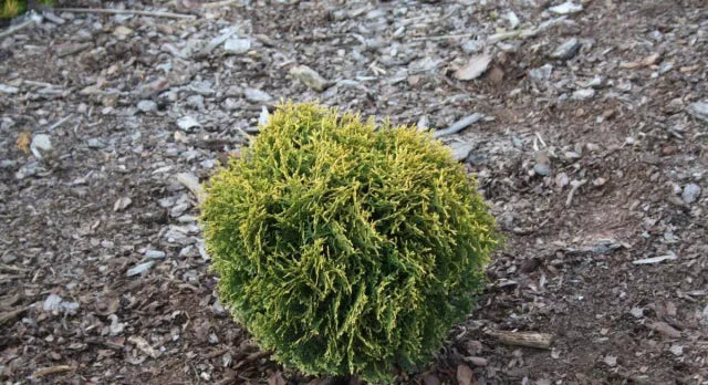 Thuja Waterfield 3lt - Image 2