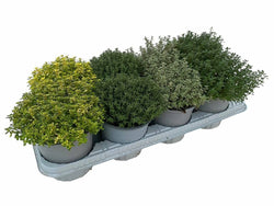 Thymus Vulgaris Mix P14 25cm