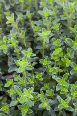 Thymus vulg. 'Compacta' 9cm