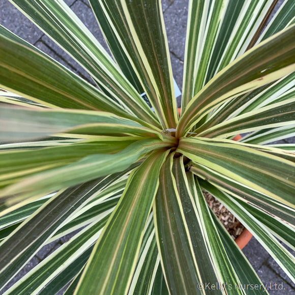 Cordyline aus. 'Torbay Dazzler' 3L - Image 4