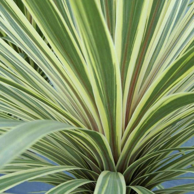 Cordyline aus. 'Torbay Dazzler' 3L - Image 2