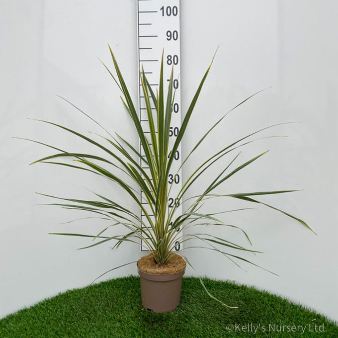 Cordyline aus. 'Torbay Dazzler' 3L - Image 3