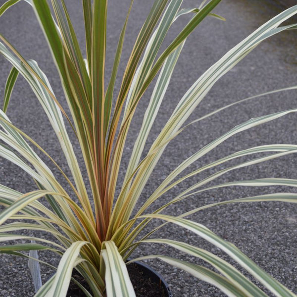 Cordyline aus. 'Torbay Dazzler' 3L