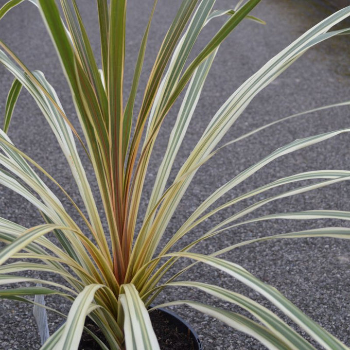 Cordyline aus. 'Torbay Dazzler' 3L - Image 1