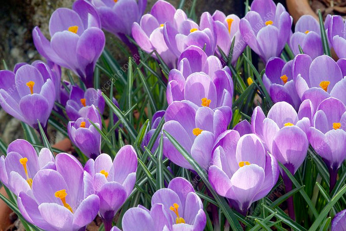 Crocus 'Grand Maitre' – Pack of 10 Bulbs - Image 1