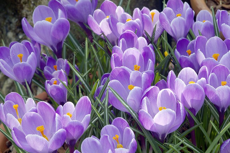 Cluster of Crocus 'Grand Maitre' flowers with lavender-blue petals and bright orange stamens among green grass-like leaves.