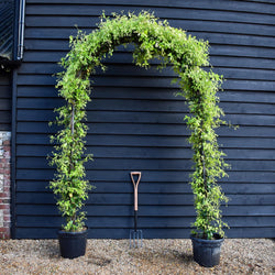 Trachelospermum Jasminoides Arch Diameter 40cm H250 p35