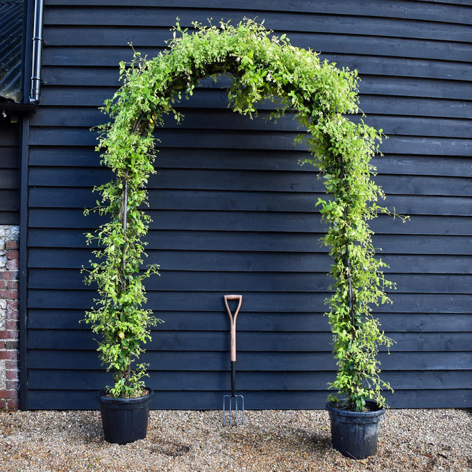 Trachelospermum Jasminoides Arch Diameter 40cm H250 p35 - Image 1