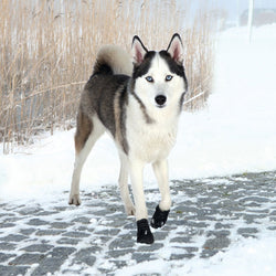 Walker Active Protective Boots for Large Dogs, Durable and Comfortable | Keans Claremorris