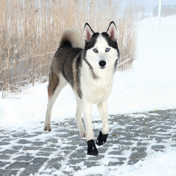 Walker Active Protective Boots for Large Dogs, Durable and Comfortable | Keans Claremorris