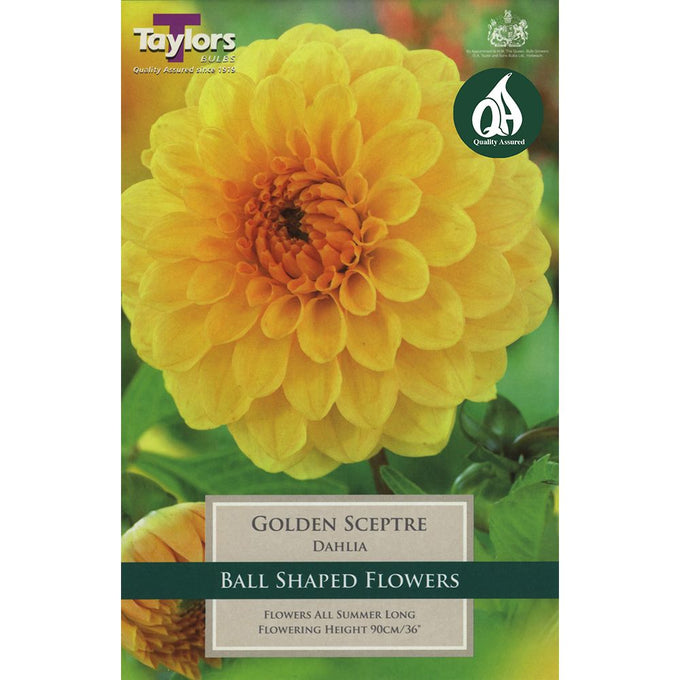 Dahlia Golden Scepter - Image 1