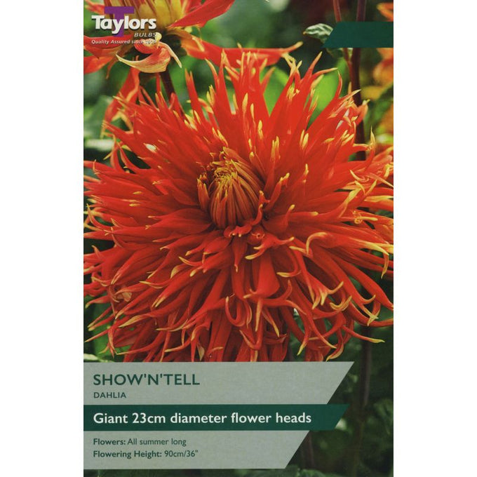Dahlia Show n' Tell bulb with fiery red and yellow 23cm blooms, 90cm tall, summer flowering - Keans Claremorris