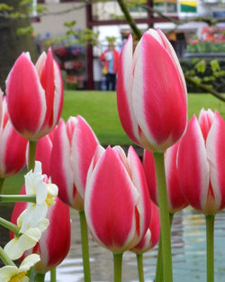Tulip ‘Candy Apple Delight’ Bulbs