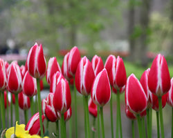 Tulip ‘Candy Apple Delight’ Bulbs