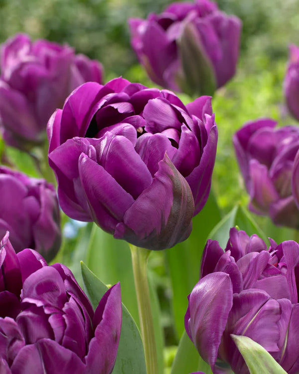 Tulip ‘Negrita Double’ Bulbs