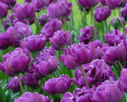 Tulip ‘Negrita Double’ Bulbs