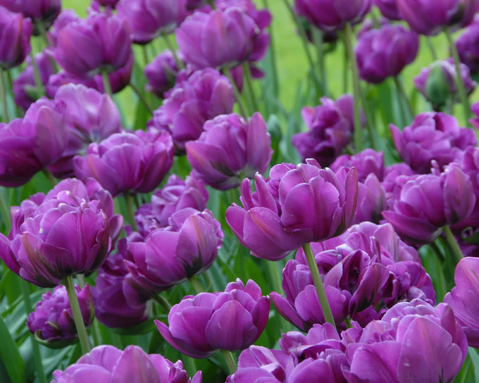 Tulip ‘Negrita Double’ Bulbs - Image 2