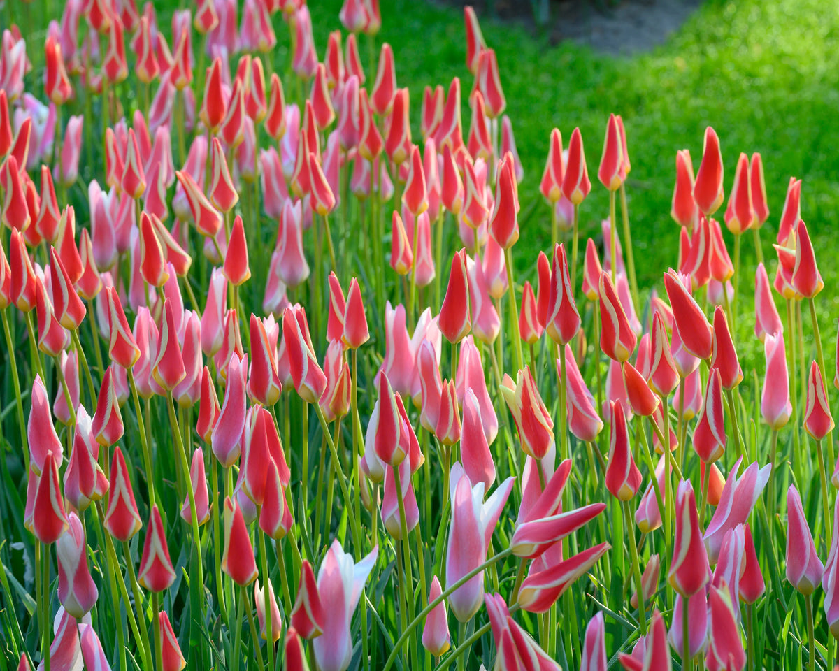 Tulip ‘Tinka’ flowers with slender red petals edged in white, growing densely in a green garden.
