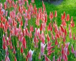 Tulip ‘Tinka’ Bulbs