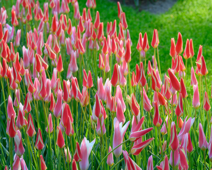 Tulip ‘Tinka’ Bulbs - Image 2