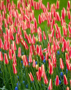 Tulip ‘Tinka’ Bulbs