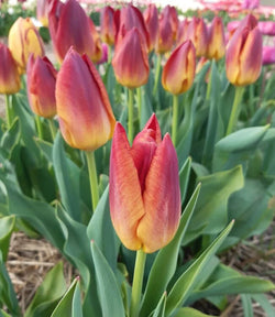 Tulip Amber Glow Pack x10 Bulbs