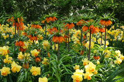 Fritillaria Imperalis Aurora 3L