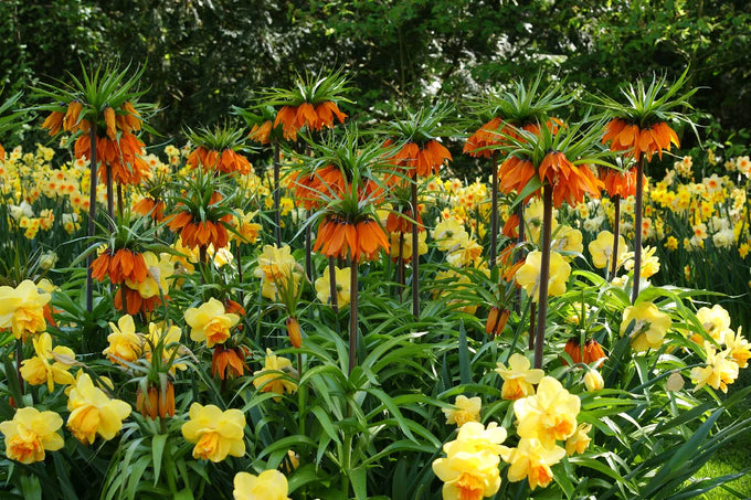 Fritillaria Imperalis Aurora 3L - Image 3