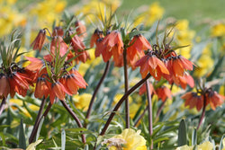 Fritillaria Imperalis Aurora 3L