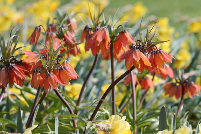 Fritillaria Imperalis Aurora 3L - Image 4