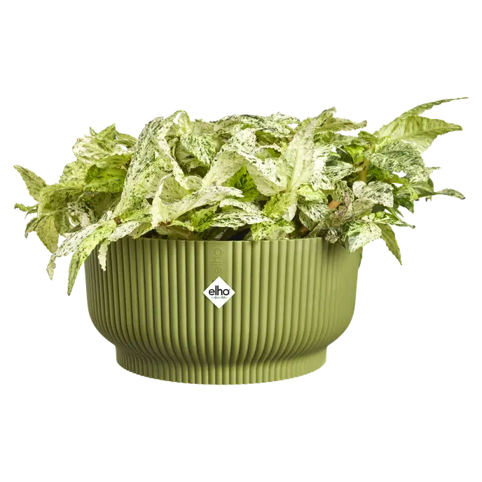Fern green Vibes Fold Bowl 25cm with vertical ridges, filled with variegated green and white leaves