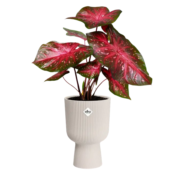 Red and green Caladium plant in a tall white ribbed Vibes Fold Coupe Linen planter