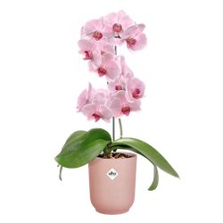 Vibes Fold Orchid High 12,5cm Frosted Pink