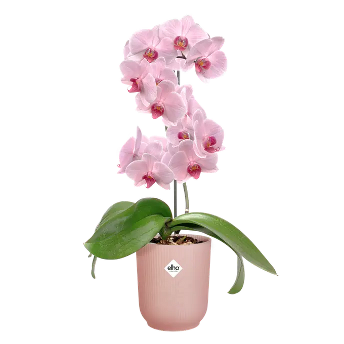 Vibes Fold Orchid High 12,5cm Frosted Pink - Image 3