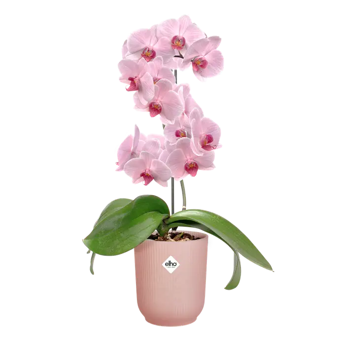 Vibes Fold Orchid High 12.5cm with frosted pink flowers and green leaves in a matching pink pot