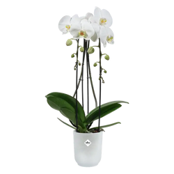 Vibes Fold Orchid High 12,5cm Transparent