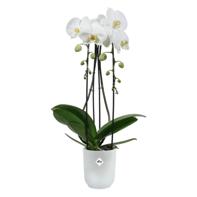 Vibes Fold Orchid High 12,5cm Transparent - Image 3