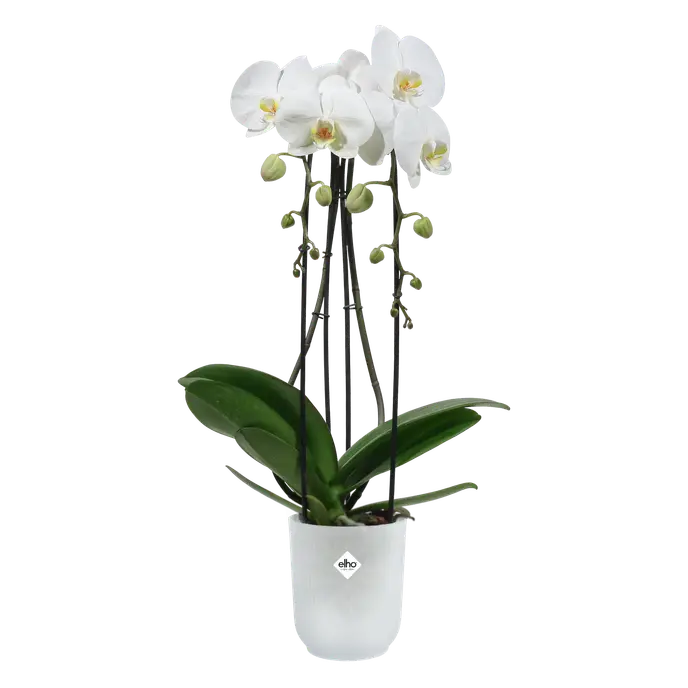 Vibes Fold Orchid High 12.5cm with white blooms and green leaves in a transparent white pot