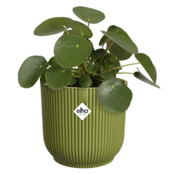 Vibes Fold Round Fern Green