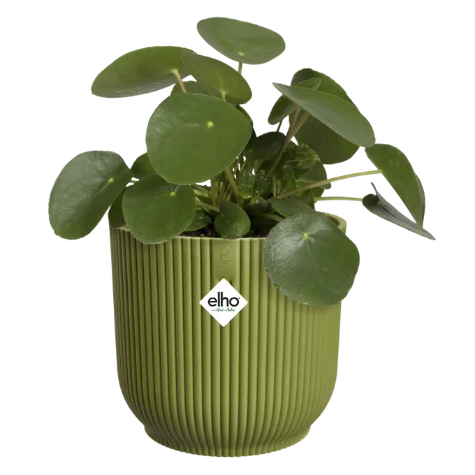 Vibes Fold Round Fern Green - Image 3